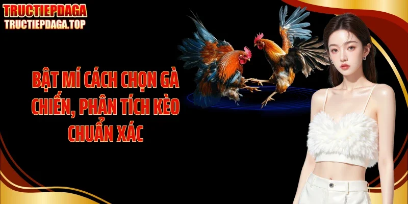 Bật mí cách chọn gà chiến, phân tích kèo chuẩn xác