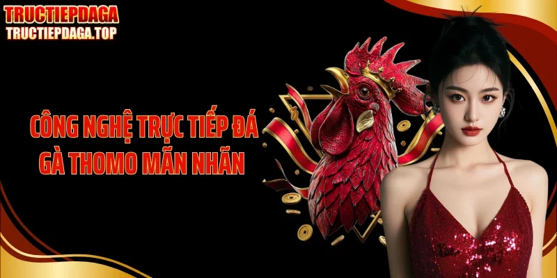 Công nghệ trực tiếp đá gà Thomo mãn nhãn 