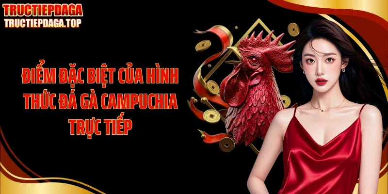 diem dac biet cua hinh thuc da ga campuchia truc tiep Điểm đặc biệt của hình thức đá gà Campuchia trực tiếp