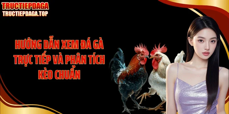 Hướng dẫn xem đá gà trực tiếp và phân tích kèo chuẩn