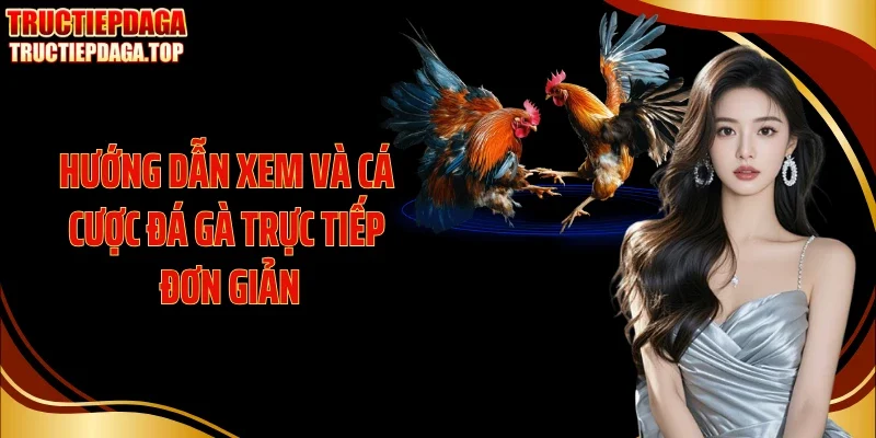Hướng dẫn xem và cá cược đá gà trực tiếp đơn giản