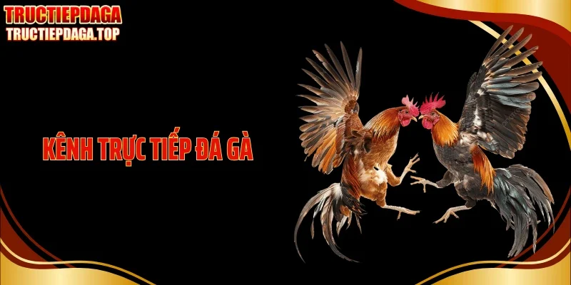 Kênh Trực Tiếp Đá Gà: Cập Nhật Nhanh, Đặt Cược Chuẩn