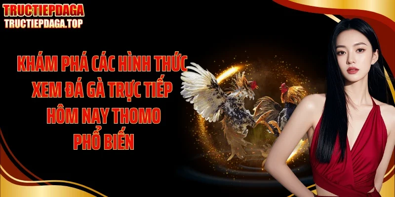 kham pha cac hinh thuc xem da ga truc tiep hom nay thomo pho bien Khám phá các hình thức xem đá gà trực tiếp hôm nay Thomo phổ biến