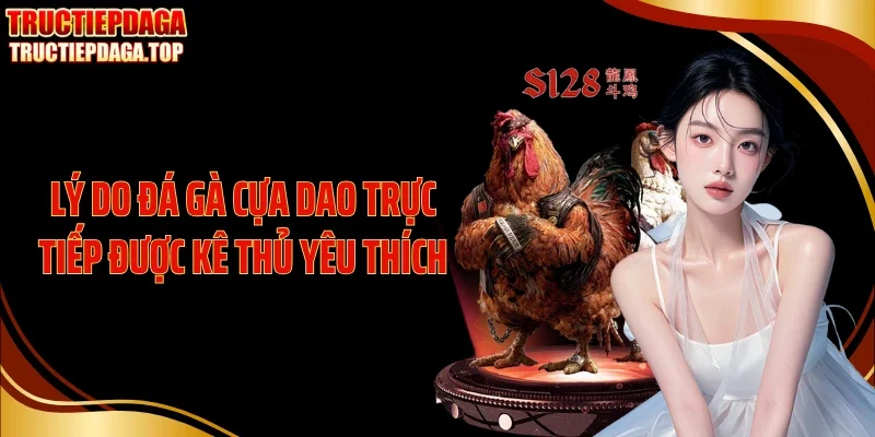 Lý do đá gà cựa dao trực tiếp được kê thủ yêu thích