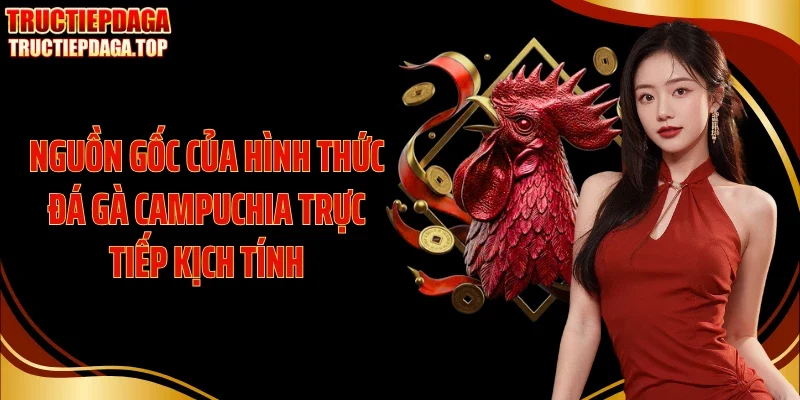 nguon goc cua hinh thuc da ga campuchia truc tiep kich tinh Nguồn gốc của hình thức đá gà Campuchia trực tiếp kịch tính