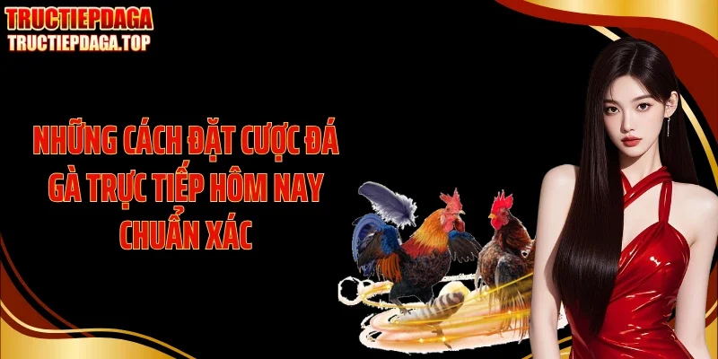 nhung cach dat cuoc da ga truc tiep hom nay chuan xac Những cách đặt cược đá gà trực tiếp hôm nay chuẩn xác