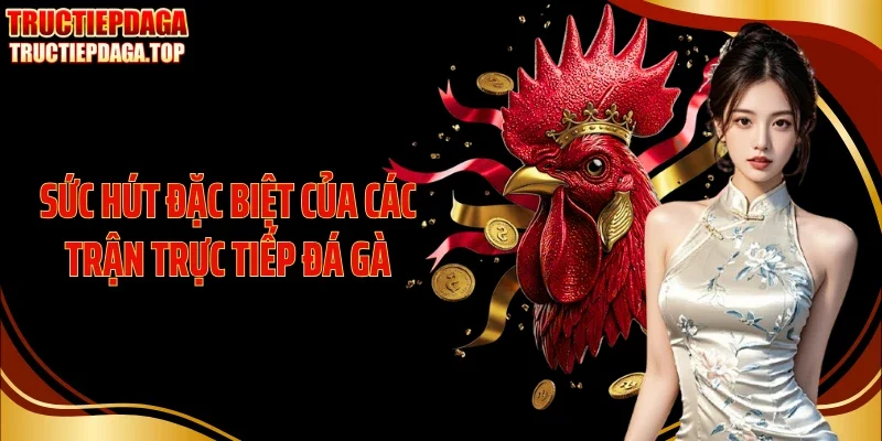 suc hut dac biet cua cac tran truc tiep da ga Sức hút đặc biệt của các trận trực tiếp đá gà