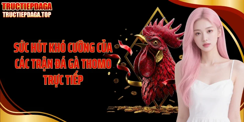 Sức hút khó cưỡng của các trận đá gà Thomo trực tiếp