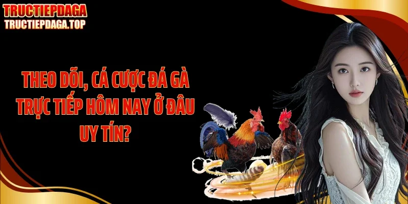 theo doi ca cuoc da ga truc tiep hom nay o dau uy tin Theo dõi, cá cược đá gà trực tiếp hôm nay ở đâu uy tín?