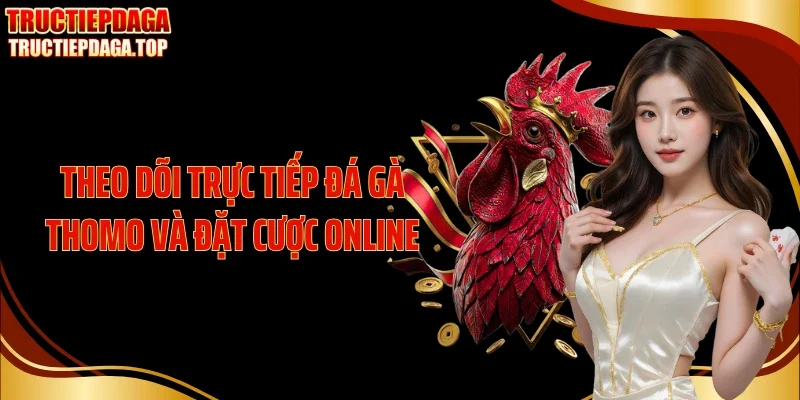 Theo dõi trực tiếp đá gà Thomo và đặt cược online