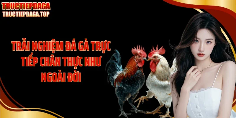 Trải nghiệm đá gà trực tiếp chân thực như ngoài đời