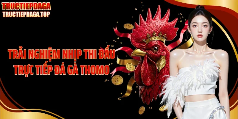 trai nghiem nhip thi dau truc tiep da ga thomo Trải nghiệm nhịp thi đấu trực tiếp đá gà Thomo