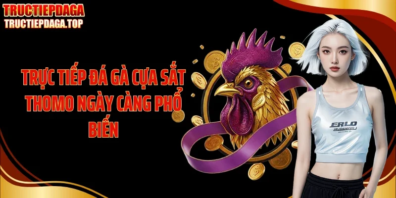 truc tiep da ga cua sat thomo ngay cang pho bien Trực tiếp đá gà cựa sắt Thomo ngày càng phổ biến