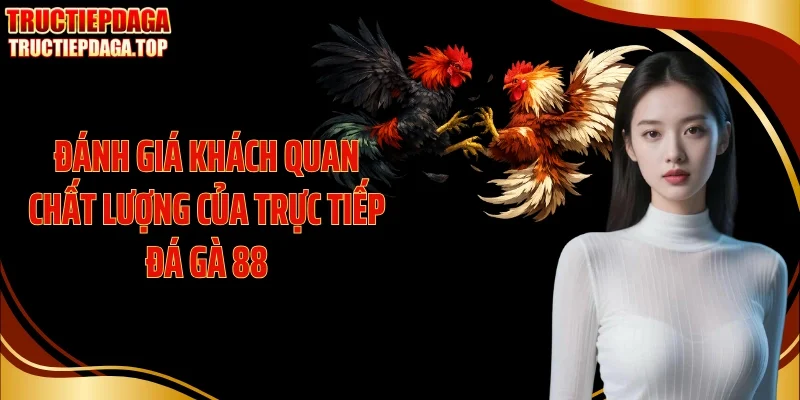 danh gia khach quan chat luong cua truc tiep da ga 88 Đánh giá khách quan chất lượng của trực tiếp đá gà 88