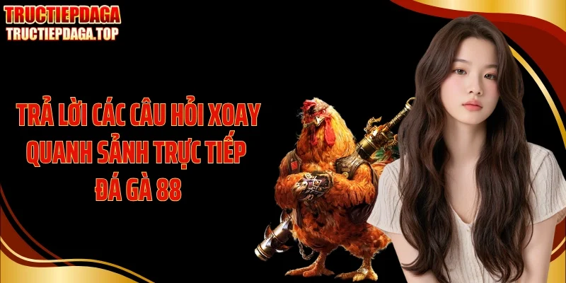 tra loi cac cau hoi xoay quanh sanh truc tiep da ga 88 Trả lời các câu hỏi xoay quanh sảnh trực tiếp đá gà 88