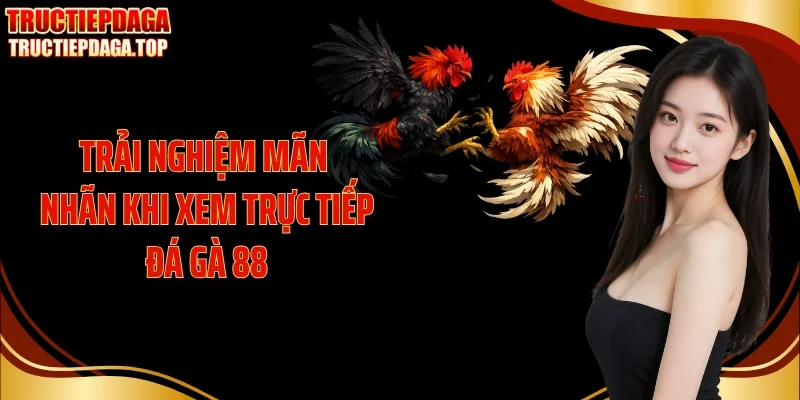 trai nghiem man nhan khi xem truc tiep da ga 88 Trải nghiệm mãn nhãn khi xem trực tiếp đá gà 88